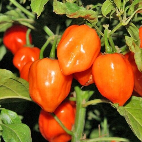HSeeds Orange Habanero Pepper Seeds 30+ Hot Vegetable Non-Gmo Heirloom  - $2.70