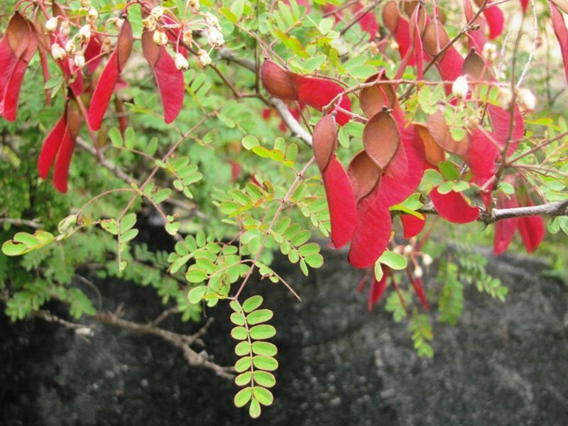Pterolobium Hexapetalum Indian Redwing 5 seeds Fresh Gardening - $17.96