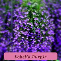 600+ Purple Trailing Lobelia Flower Seeds Ground Cover Basket Garden Fav... - $7.94 CAD