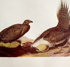 Sage Grouse Bird Lithograph 1950 Audubon Antique Art Print DWP6C - $13.50