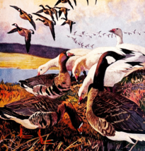 1917 Goose Geese 3 Species Plate Print Game Bird Art Lynn Bogue Hunt DWUU5 - $13.50