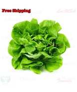 VCS Buttercrunch Butterhead Lettuce Seeds Early Green Butter Head Lettuc... - $13.95