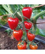 Gardeners Sweetheart Tomato Seeds | Heirloom | Organic | Cherry Tomatoes... - £9.14 GBP