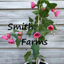SKM 25 Seeds Pink Lantern Hibiscus Flowers Beautiful Blooms Floral Easy ... - $205.91 MXN
