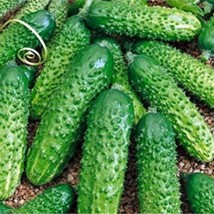 50 Seed Cucumber Seeds Cucumbers Crawling All Over The Fence All Over Th... - $10.99