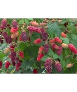 Raspberry Fruit Plants Scottish Cross Tayberry Raspberry Color 6 Fresh S... - $14.90