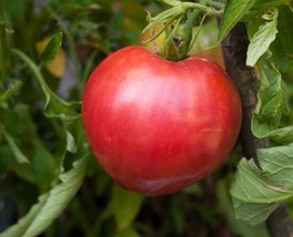 Anna Russian Tomato- Oxheart type- 10 Seeds -Heirloom- Old Fashioned Flavor  - £3.14 GBP