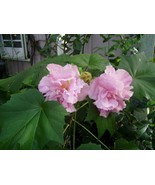 10 Hibiscus Mutabilis Double Seeds – Confederate Cotton Rose with Stunni... - $34.85 CAD