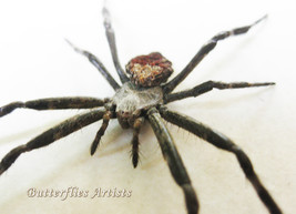 Orb Weaver Neoscona Crucifera Real Spider Framed Entomology Collectible Display  - $59.99