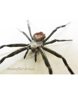 Orb Weaver Neoscona Crucifera Real Spider Framed Entomology Collectible ... - £47.80 GBP