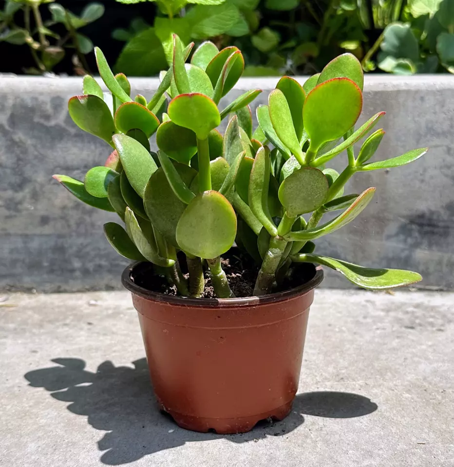 Crassula Ovata Green Jade Plant ‘Money Tree’ Live Plant in 4” inch Pot w/ Soil - $36.99