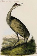 Whooping Crane by John James Audubon - Art Print - £17.42 GBP+