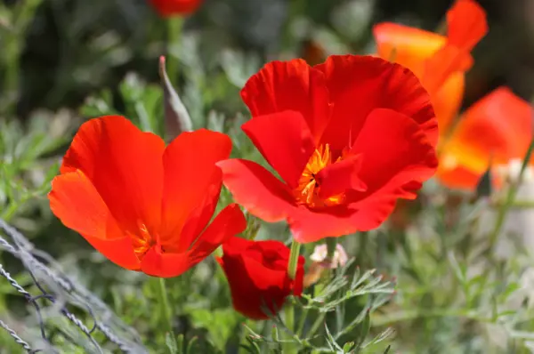 Top Seller 100 Red California Poppy Eschscholzia Californica Native Flow... - $14.60