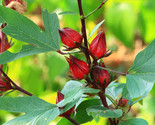 Roselle Seeds Asian Sour Leaf Hibiscus Florida Cranberry  - £2.42 GBP