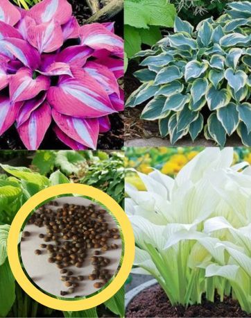 Seeds of Serenity: Exploring Hosta Varieties