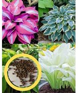 Seeds of Serenity: Exploring Hosta Varieties - $11.92