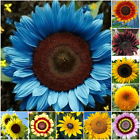  Sunflower Seed 50pcs/Pack 10 Species Mix Variety  Unique and Varied Garden - $15.98