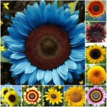  Sunflower Seed 50pcs/Pack 10 Species Mix Variety  Unique and Varied Garden - £12.57 GBP