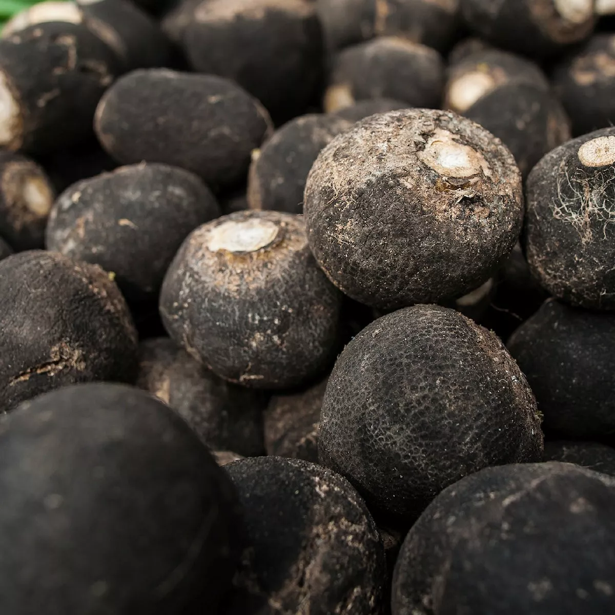 1/4 Lb Black Spanish Round Radish Seeds  - $22.61