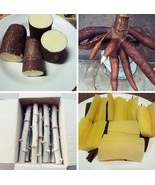 Yellow Cassava manioc yuca Manihot esculenta cutting rod for growing Tha... - $6.86 CAD