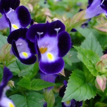 USA SELLER 1R7D5 Torenia Kauai Seeds 500 Pelleted Flower Seeds Kauai Deep Blue - $41.95