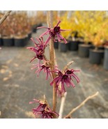 Hamamelis Vernalis Purple Prince Witch Hazel Live Plant 24 Inch Tall Ships Bare  - $93.99