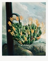 11664.Decor Poster.Room Wall.Robert John Thornton Flower painting.Exotic art - £12.94 GBP+