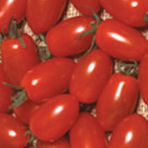 50 Seeds Sweet Elite Tomato Vegetable Garden Edible Canning Fresh Seeds - $10.50