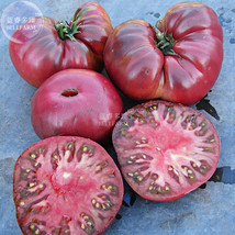 100 Seeds Tomato Giant Vegetable Fruits Type 19 Gardening USA Seller - $7.22