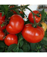 50 Seeds New Girl Tomato Tomatoe Vegetable Garden Edible Canning - $3.75