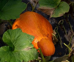 SEED-Squash Golden Hubbard-Large and Great for Storage Heirloom - $1.50+