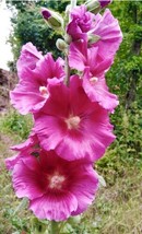 RedPink Hollyhock, Alcea Rosea  40 Seeds 2023   From US - £7.10 GBP