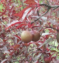 Prunus cerasifera -  Purple Leave Thunderbolt Plum 5 seeds - £11.70 GBP