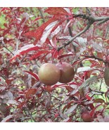Prunus cerasifera -  Purple Leave Thunderbolt Plum 5 seeds - €12,78 EUR