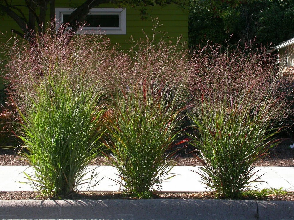 Rare 500 Switchgrass Switch Grass Seeds ‘Cave In Rock’ - $3.83