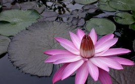 Nymphaea Pink Night Blooming Tropical Water Lily Fresh Seeds - £14.89 GBP