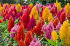 Rafhstore Celosia Pampas Plume Flower Mix 190 Seeds* Us Seeds - £7.12 GBP