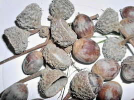 12 Swamp White Oak Acorns Quercus Bicolor USA SELLER Fast Shipping - $19.80