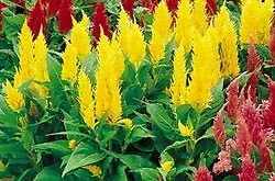 Collectible Celosia Castle Yellow 500 seeds - $27.36