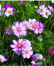 ArfanJaya Cosmos Picotee Flower Seeds - £6.49 GBP