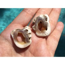 Agatized Tampa Bay Fossil Coral Fossilized Agate Botryoidal Cabochons Set of 2 - £27.17 GBP
