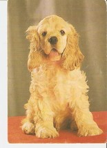 Calendar Belarus 1995 Fauna Animal DOG American Cocker Spaniel Puppy Oliver - $3.79