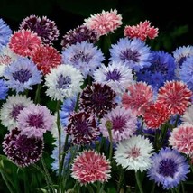 50 Classic Artistic Bachelor&#39;s Button Flower Flowers Annual Seeds - £12.76 GBP