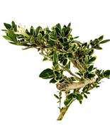 Best Variegated Serissa Pre/Bonsai / Serissa japonica 'Variegata' / Live Plant - $33.99