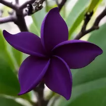 5 Dark Purple Plumeria Lei Hawaiian Perennial Flowers Plants Seeds - $13.95