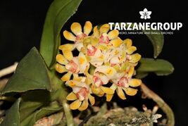 GASTROCHILUS JAPONICUS SMALL ORCHID MOUNTED - $28.05