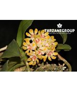 GASTROCHILUS JAPONICUS SMALL ORCHID MOUNTED - $28.05