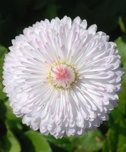 500 Super Enorma Double - English Daisy Bellis Flower Seeds - $7.99