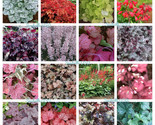Sale 1200 Seeds Mixed Colors Coral Bells Heuchera Shade Flower  USA - £7.74 GBP