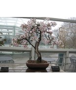 Yoshino cherry  bonsai starter kit. (live tree seedling 7 to 13 inches) - £17.80 GBP